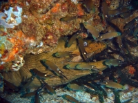 murene verte (gymnothorax funebris) 11.JPG