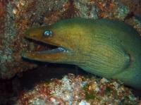 murene verte (gymnothorax funebris) 12.JPG