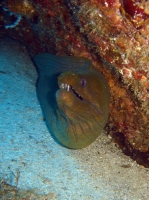 murene verte (gymnothorax funebris) 2.JPG