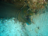 murene verte (gymnothorax funebris) 3.JPG