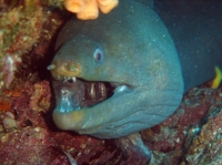 murene verte (gymnothorax funebris) 6.JPG