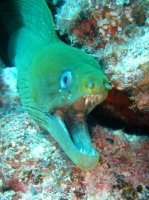 murene verte (gymnothorax funebris) 8.JPG