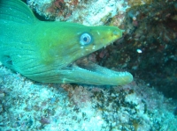 murene verte (gymnothorax funebris) 9.JPG