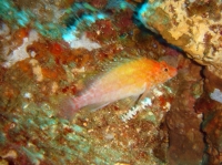 poisson-epervier tache (Cirrhithichtys oxycephalus) 1.jpg