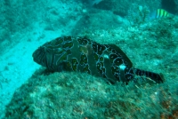 poisson-faucon orne (Cirrhitus rivulatus) 1.JPG