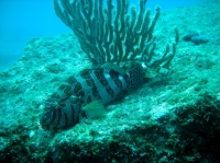 poisson-faucon orne (Cirrhitus rivulatus) 2.JPG