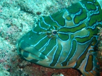 poisson-faucon orne (Cirrhitus rivulatus).JPG