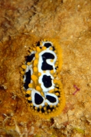 DSC06422 copie.JPG