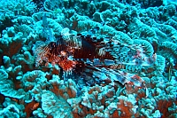DSC01260 copie.JPG