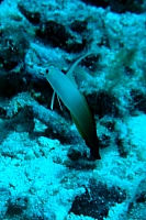 DSC01287 copie.JPG