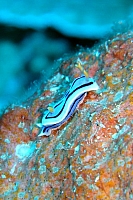 DSC01586 copie.JPG