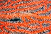 DSC01597 copie.JPG