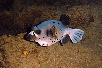 DSC01755 copie.JPG