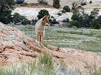 Canyonlands(5).JPG