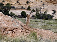 Canyonlands(6).JPG