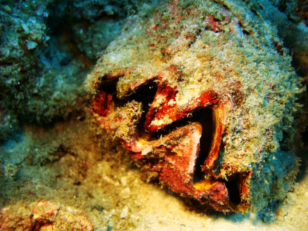 SIMILAN NOV 2008 .PHOTO LORAN (10).JPG