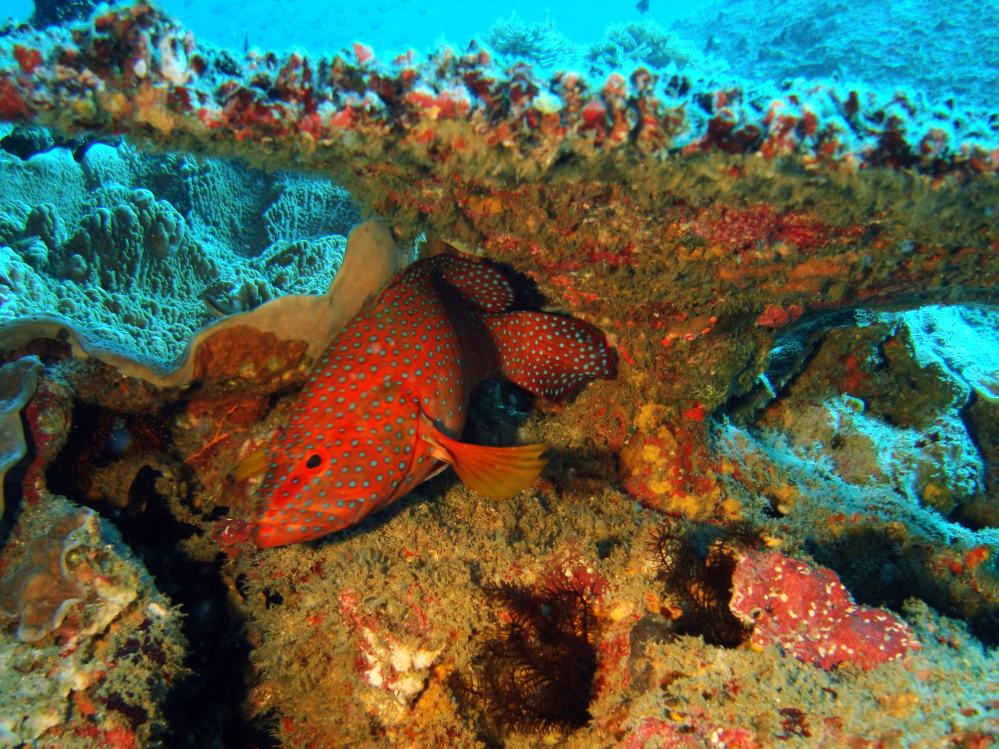 SIMILAN NOV 2008 .PHOTO LORAN (11).JPG