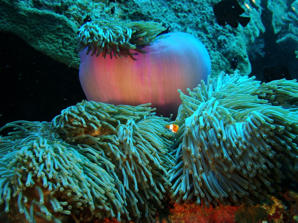 SIMILAN NOV 2008 .PHOTO LORAN (12).JPG