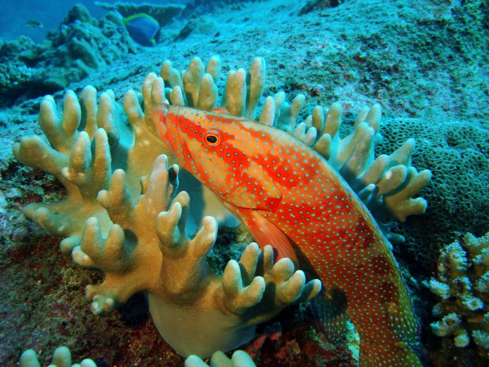 SIMILAN NOV 2008 .PHOTO LORAN (15).JPG