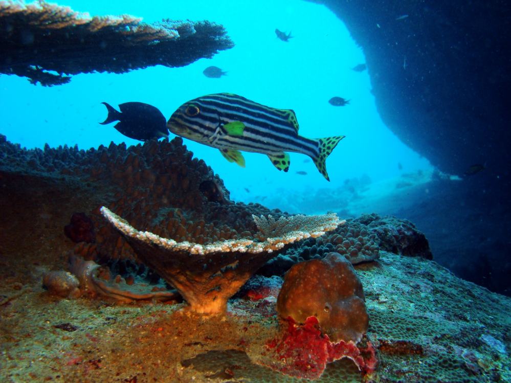 SIMILAN NOV 2008 .PHOTO LORAN (18).JPG