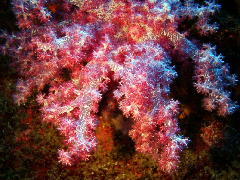 SIMILAN NOV 2008 .PHOTO LORAN (19).JPG