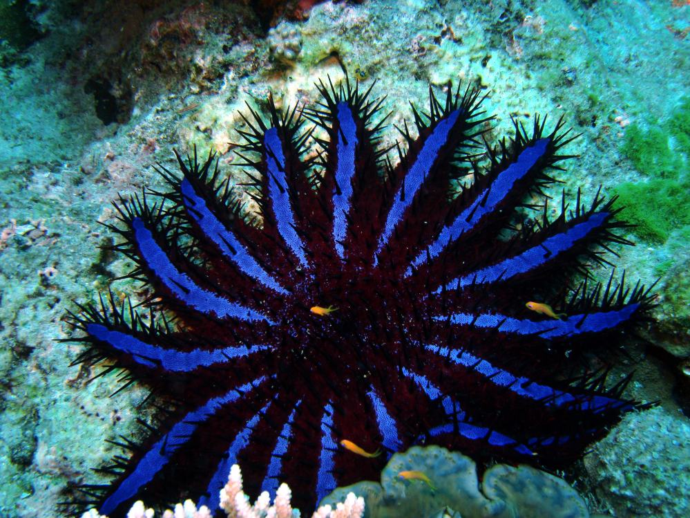 SIMILAN NOV 2008 .PHOTO LORAN (25).JPG