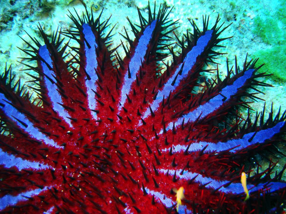 SIMILAN NOV 2008 .PHOTO LORAN (27).JPG