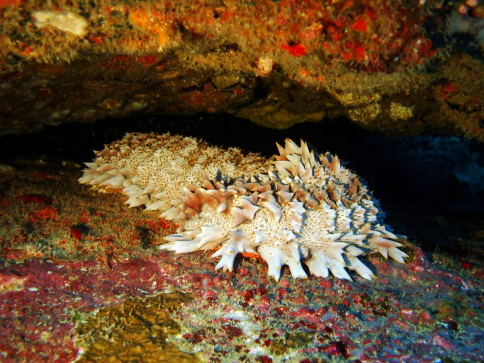 SIMILAN NOV 2008 .PHOTO LORAN (30).JPG