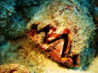 SIMILAN NOV 2008 .PHOTO LORAN (10).JPG