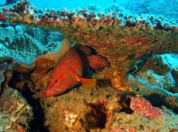 SIMILAN NOV 2008 .PHOTO LORAN (11).JPG
