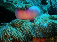 SIMILAN NOV 2008 .PHOTO LORAN (12).JPG