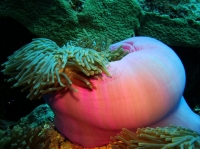 SIMILAN NOV 2008 .PHOTO LORAN (13).JPG