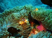 SIMILAN NOV 2008 .PHOTO LORAN (14).JPG