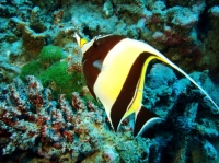 SIMILAN NOV 2008 .PHOTO LORAN (17).JPG