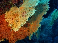 SIMILAN NOV 2008 .PHOTO LORAN (20).JPG
