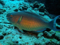 SIMILAN NOV 2008 .PHOTO LORAN (22).JPG