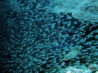 SIMILAN NOV 2008 .PHOTO LORAN (31).JPG