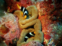 SIMILAN NOV 2008 .PHOTO LORAN (6).JPG