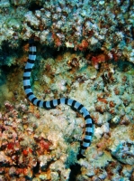 SIMILAN NOV 2008 .PHOTO LORAN (8).JPG