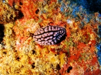 SIMILAN NOV 2008 .PHOTO LORAN (9).JPG