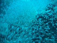 SIMILAN nov  2008 .PHOTO PHILIPPE (1).JPG