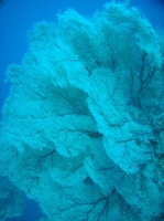 SIMILAN nov  2008 .PHOTO PHILIPPE (2).JPG