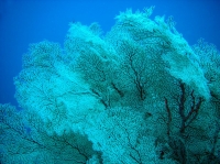 SIMILAN nov  2008 .PHOTO PHILIPPE (3).JPG