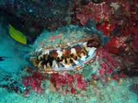SIMILAN nov  2008 .PHOTO PHILIPPE (4).JPG