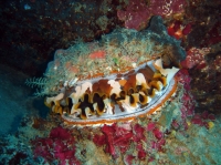 SIMILAN nov  2008 .PHOTO PHILIPPE (5).JPG