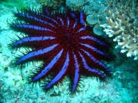 SIMILAN nov  2008 .PHOTO PHILIPPE (6).JPG