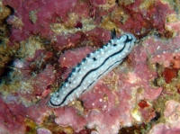 SIMILAN nov  2008 .PHOTO PHILIPPE (9).JPG