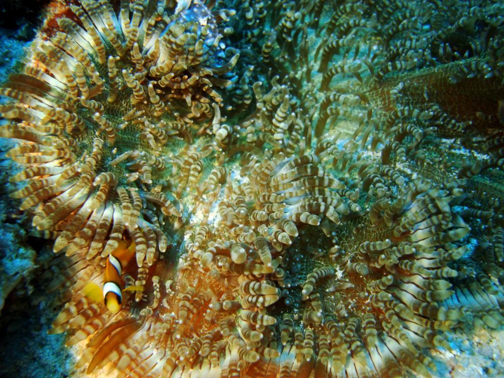 SIMILAN NOV 2008 .PHOTO LORAN (201).JPG