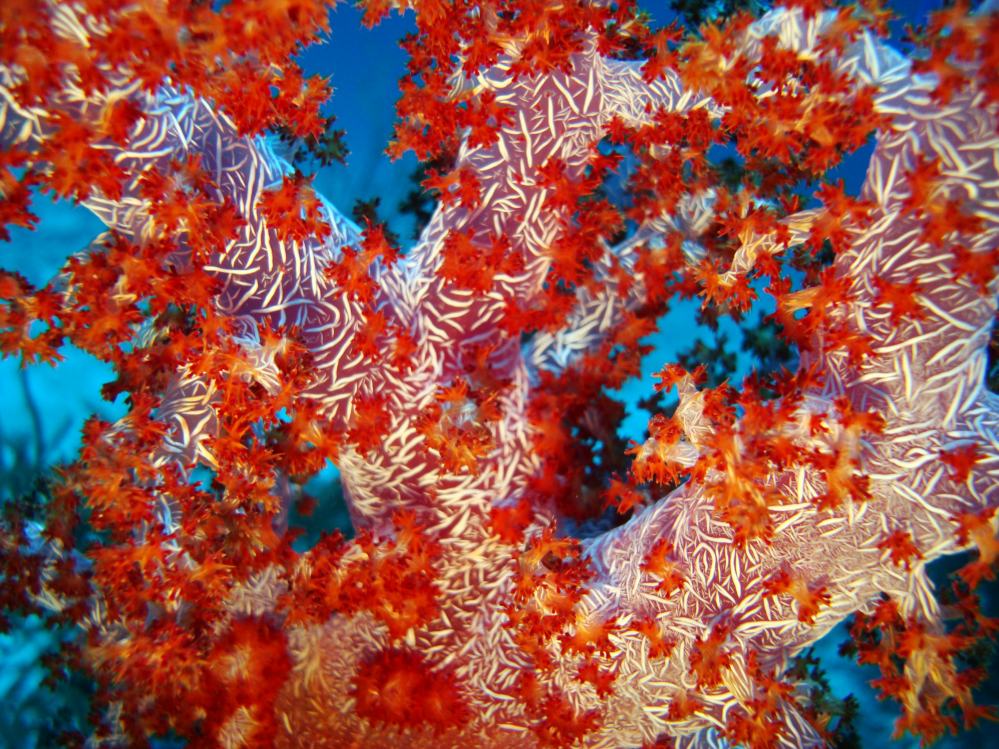 SIMILAN NOV 2008 .PHOTO LORAN (206).JPG