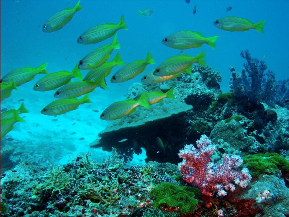 SIMILAN NOV 2008 .PHOTO LORAN (211).JPG